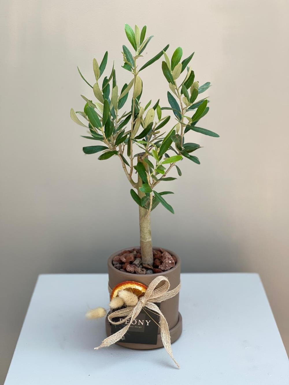 Minyatür Zeytin Bonsai Ağacı